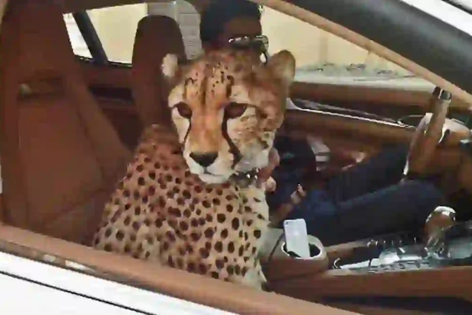 car leopard 1200 marijuana arrest car