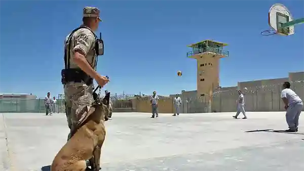 dog decrim law 600