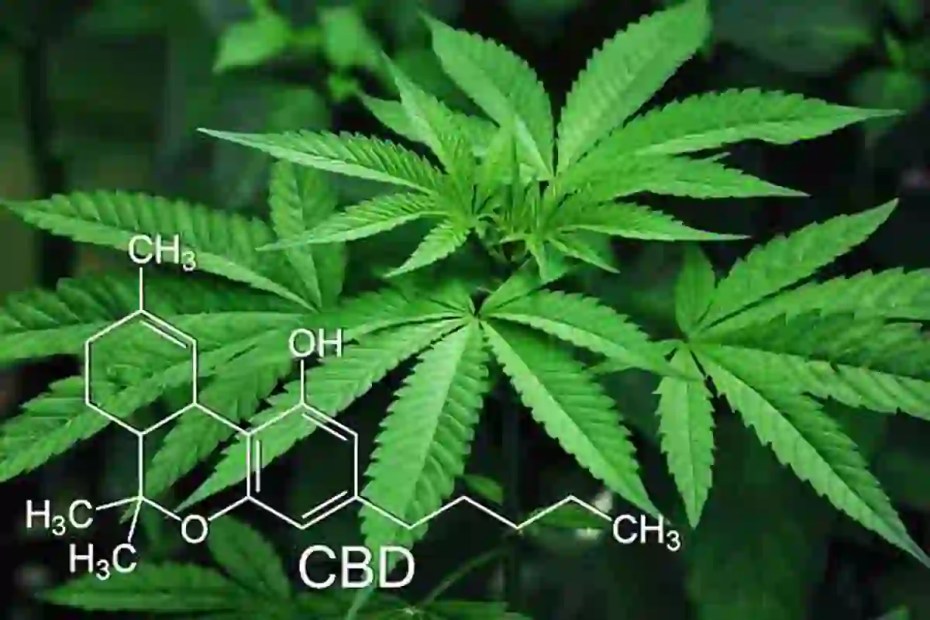 low THC CBD Minnesota law