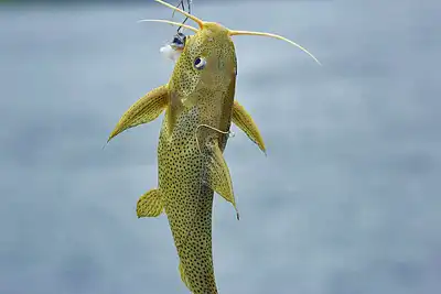 bait fish 400 webp What is a police assurance: "We want your side of the story?" Bait on a hook.