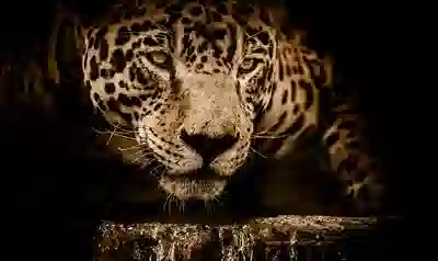jaguar deception 400 Deception evade escape engage