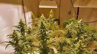 cannabis grow 400 Growing Marijuana in Minnesota