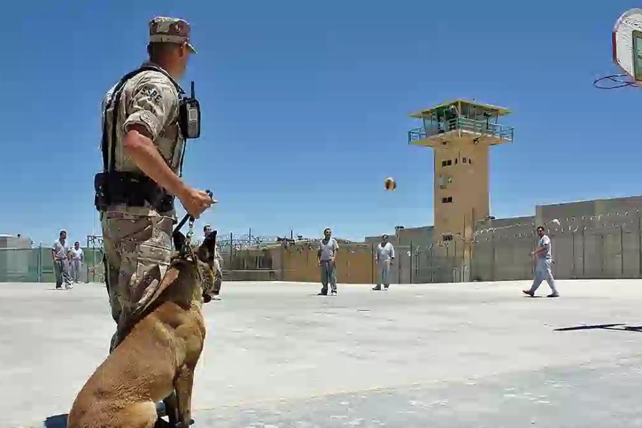 dog decrim law 1200