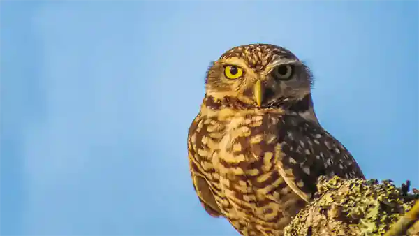 court process guide owl 600 steps