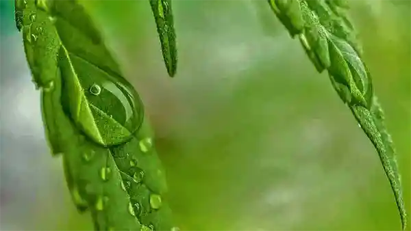 medical marijuana 600 cannabis defenses
