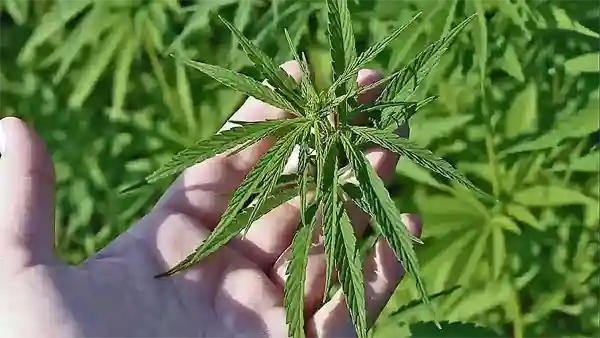 hemp plant 600 marijuana possession law minnesota cannabis