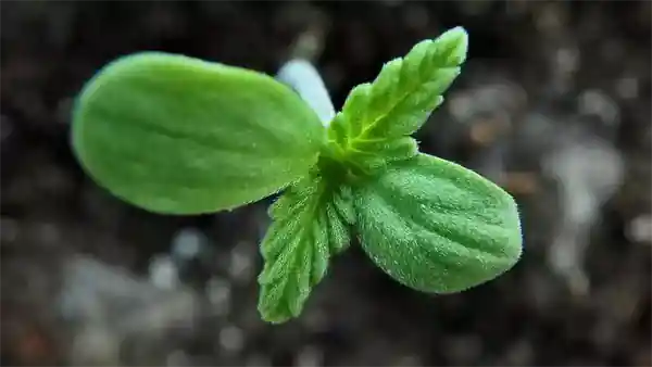 mn marijuana law sprout 600 attorney