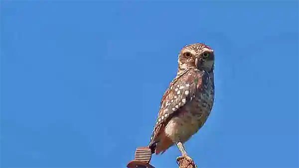 owl miranda silence 600