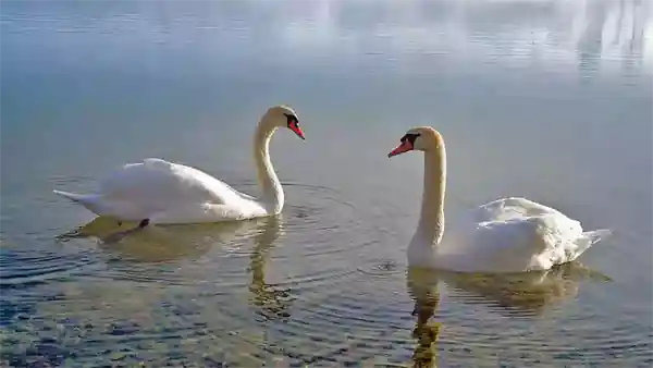 reasonable person swans 600 standard
