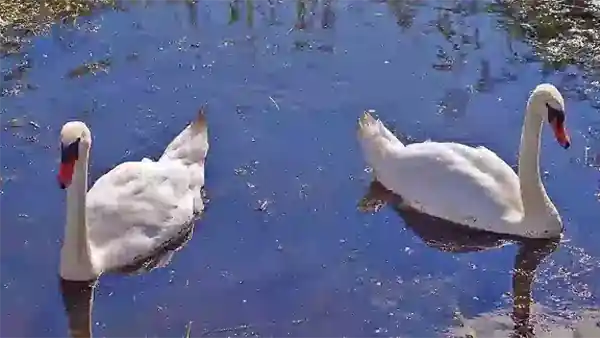 restraining order swan 600 violation