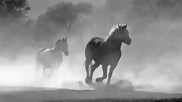 horses stop expansion 600